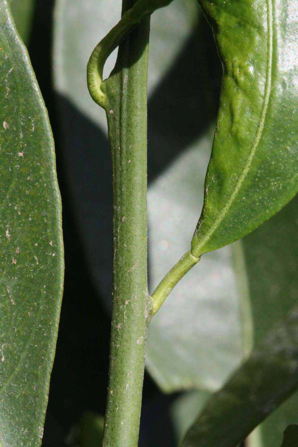            First year twig (Riverside, CA)   